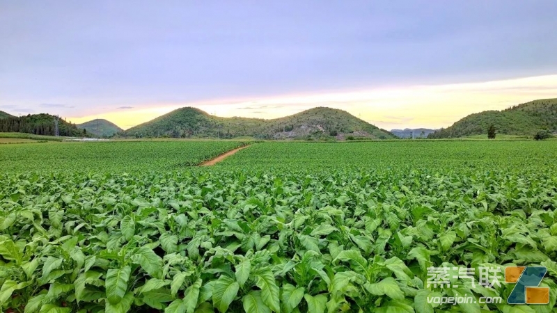 真味生物（云南）研究院将扎根云南